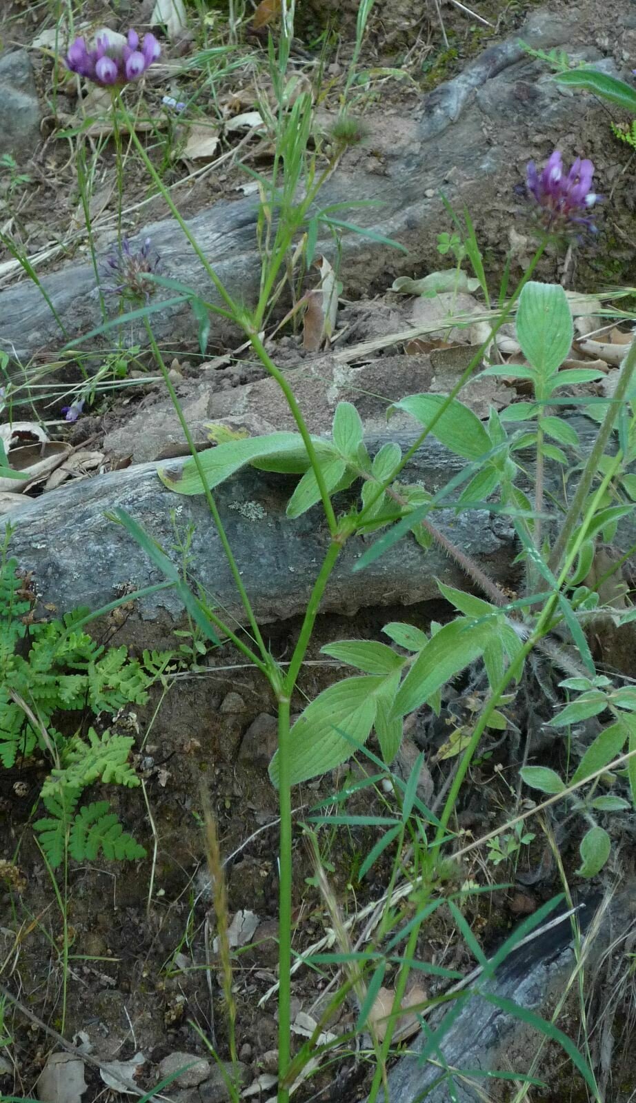 High Resolution Trifolium willdenovii Plant